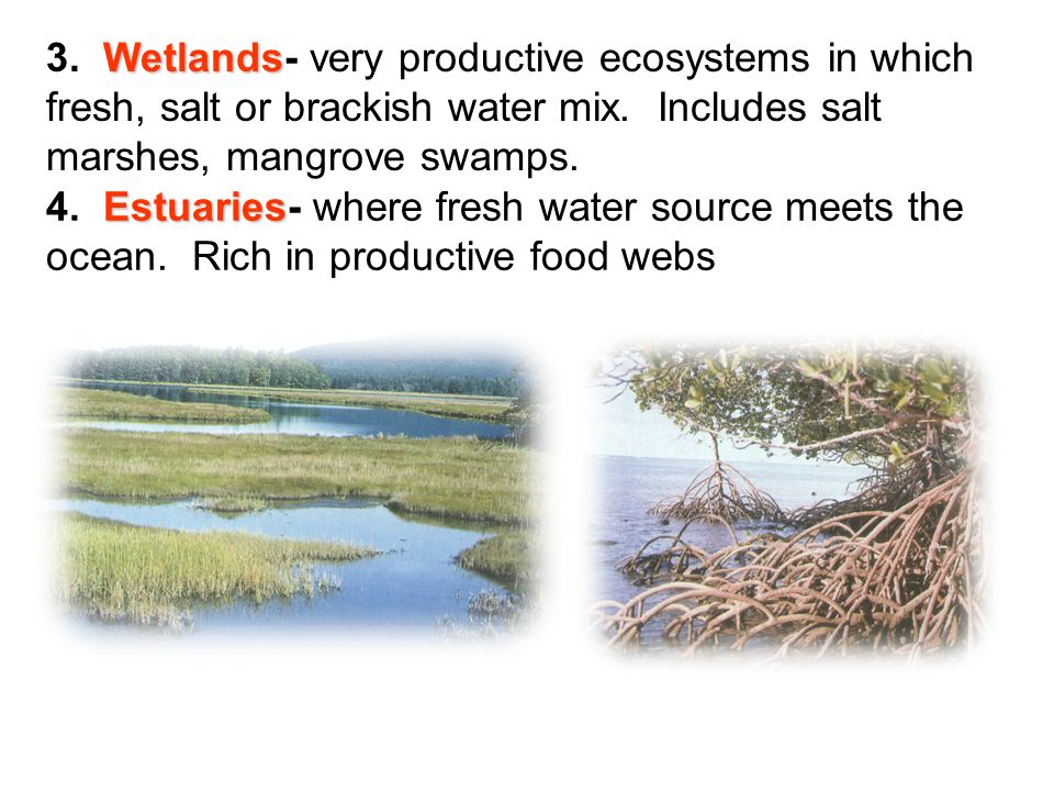 Wetlands 3. Wetlands- very productive ecosystems in which fresh, salt or brackish water mix.