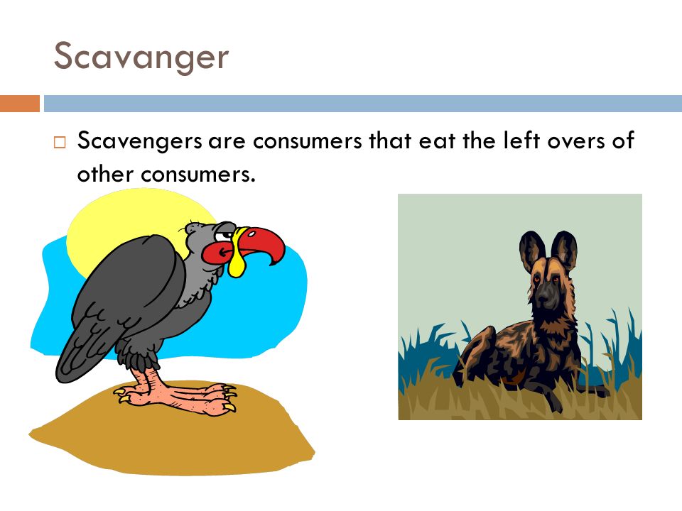 Scavanger  Scavengers are consumers that eat the left overs of other consumers.