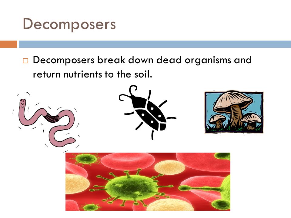 Decomposers  Decomposers break down dead organisms and return nutrients to the soil.