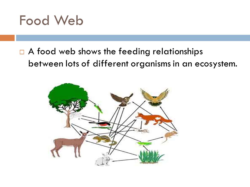 Food Web  A food web shows the feeding relationships between lots of different organisms in an ecosystem.