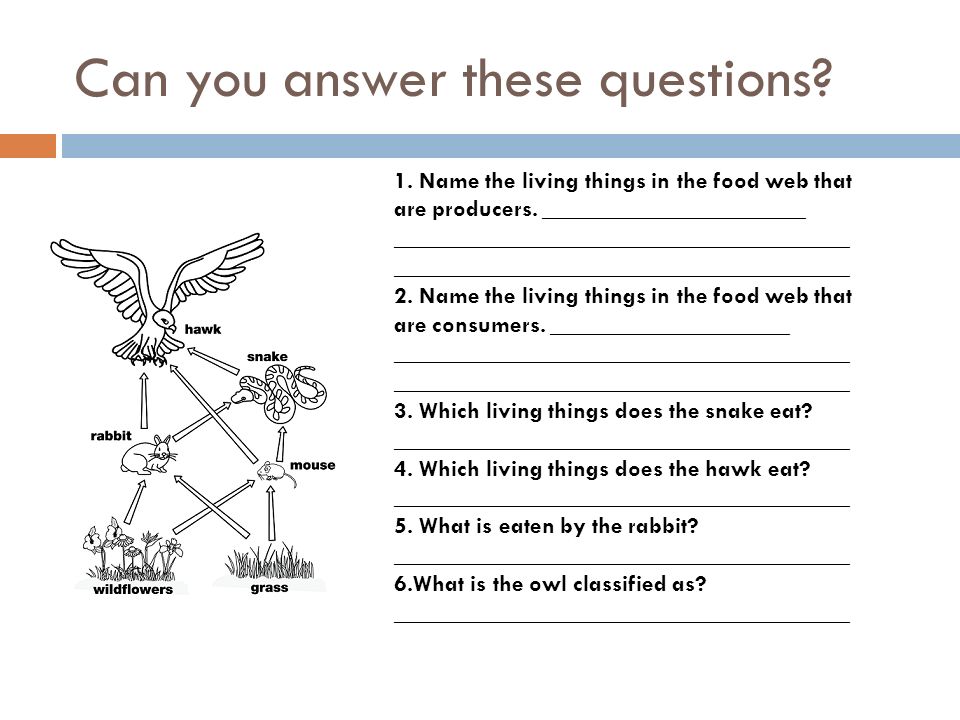 Can you answer these questions. 1. Name the living things in the food web that are producers.