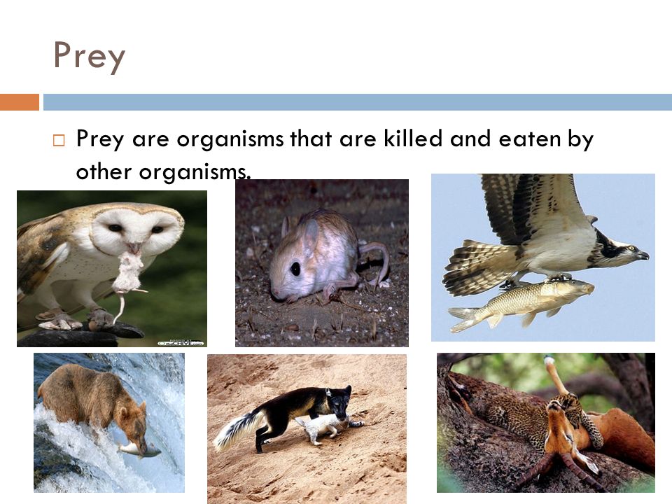 Prey  Prey are organisms that are killed and eaten by other organisms.