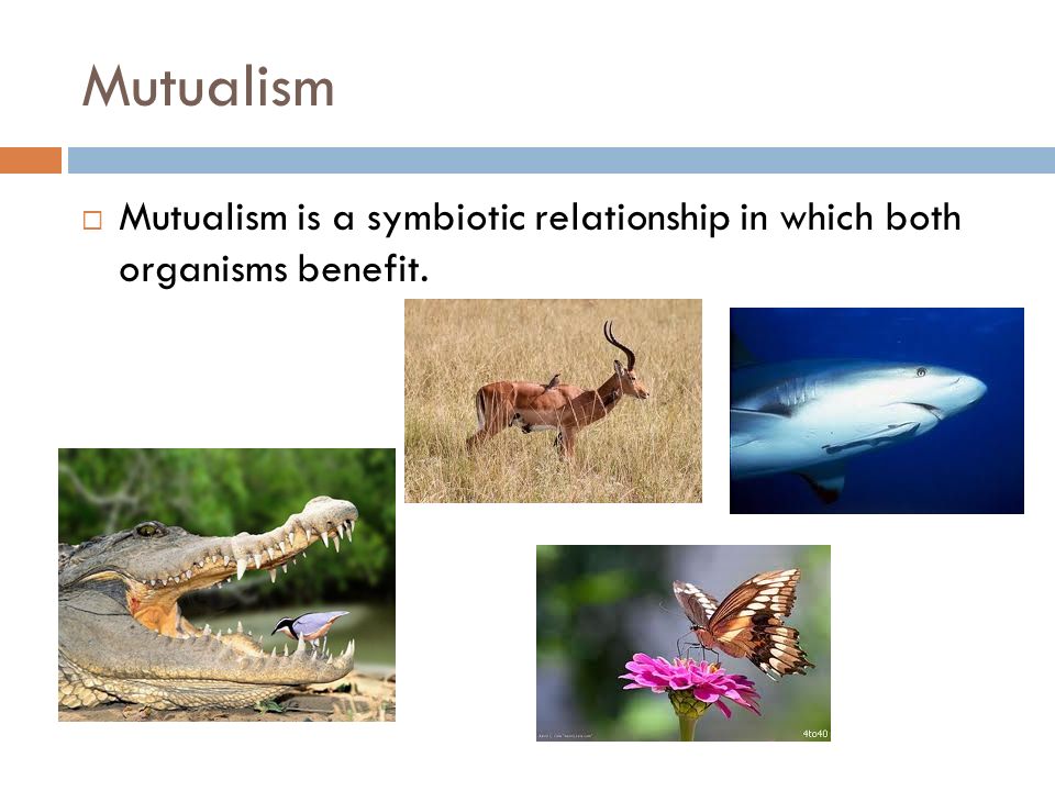 Mutualism  Mutualism is a symbiotic relationship in which both organisms benefit.