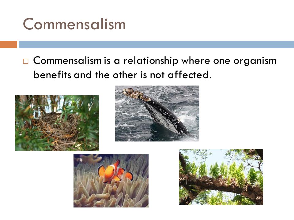 Commensalism  Commensalism is a relationship where one organism benefits and the other is not affected.