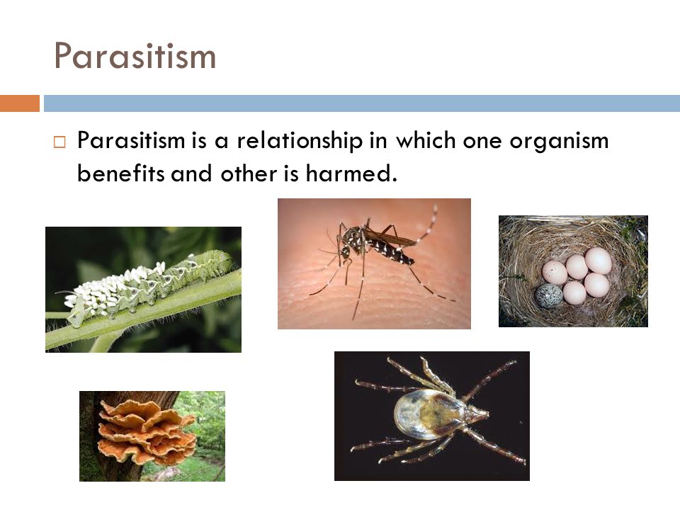 Parasitism  Parasitism is a relationship in which one organism benefits and other is harmed.