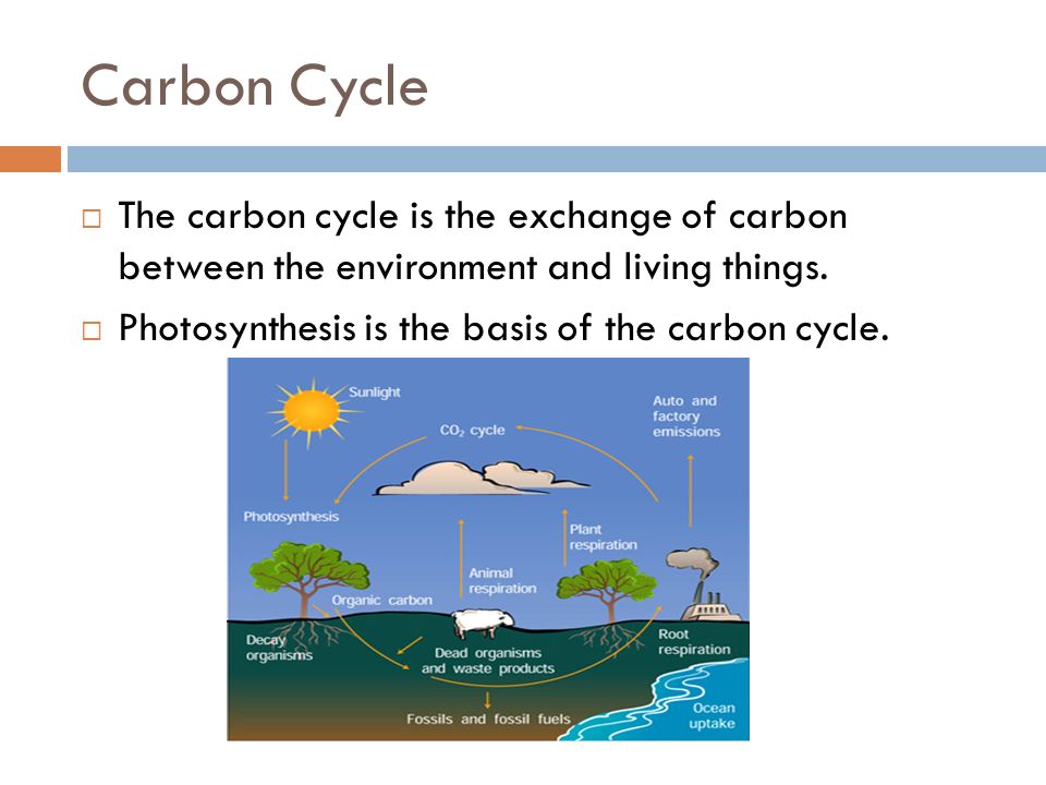 Carbon Cycle  The carbon cycle is the exchange of carbon between the environment and living things.