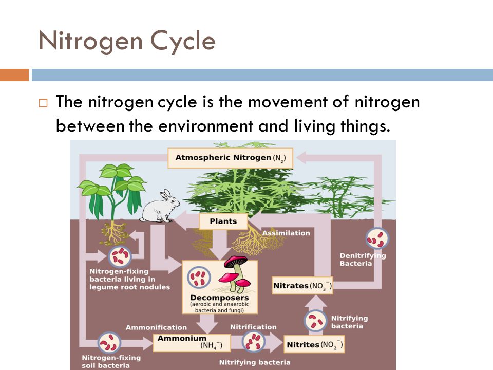Nitrogen Cycle  The nitrogen cycle is the movement of nitrogen between the environment and living things.