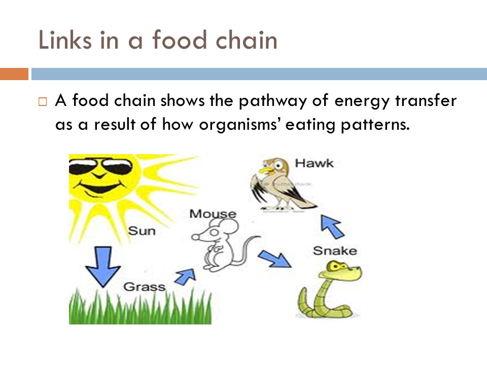 Links in a food chain  A food chain shows the pathway of energy transfer as a result of how organisms’ eating patterns.