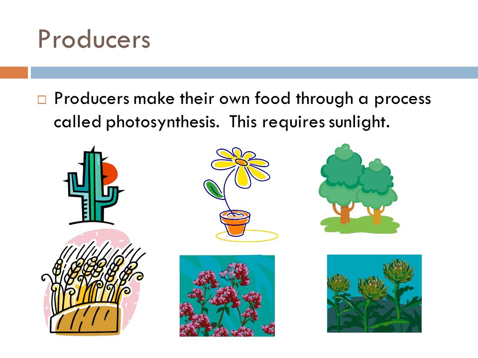 Producers  Producers make their own food through a process called photosynthesis.