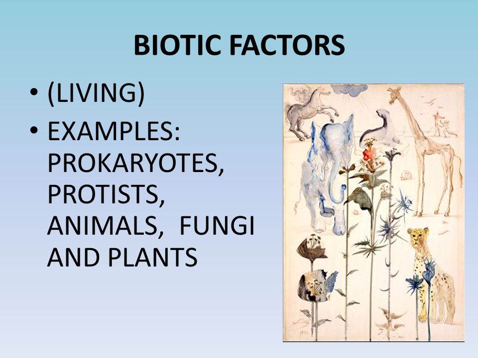 BIOTIC FACTORS (LIVING) EXAMPLES: PROKARYOTES, PROTISTS, ANIMALS, FUNGI AND PLANTS