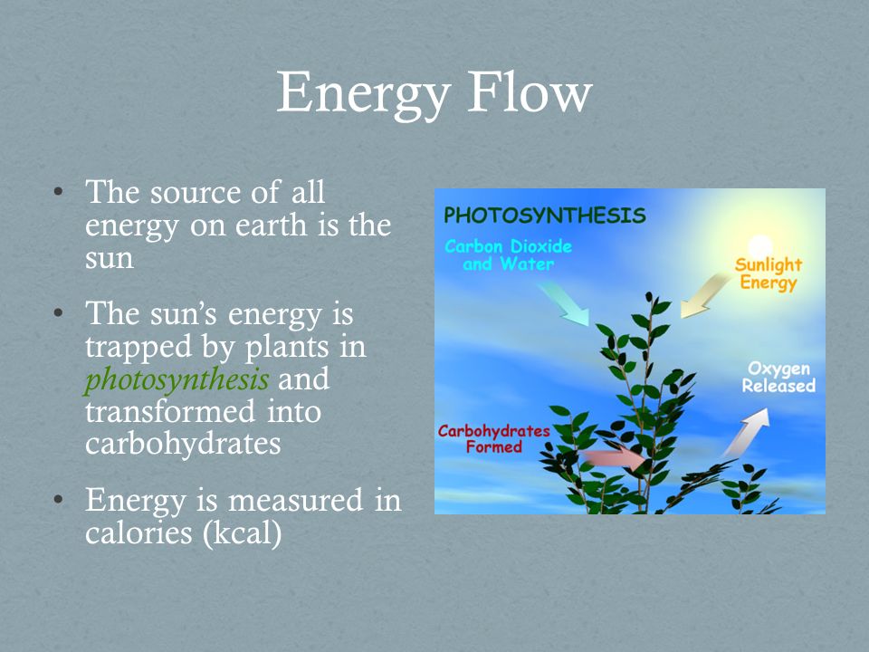 Energy Flow through an Ecosystem Food Chains and Food Webs