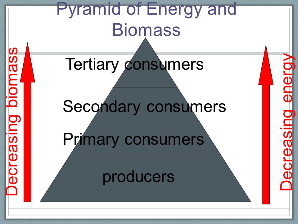 Pyramid of Energy and Biomass Biomass - total amount of living tissue