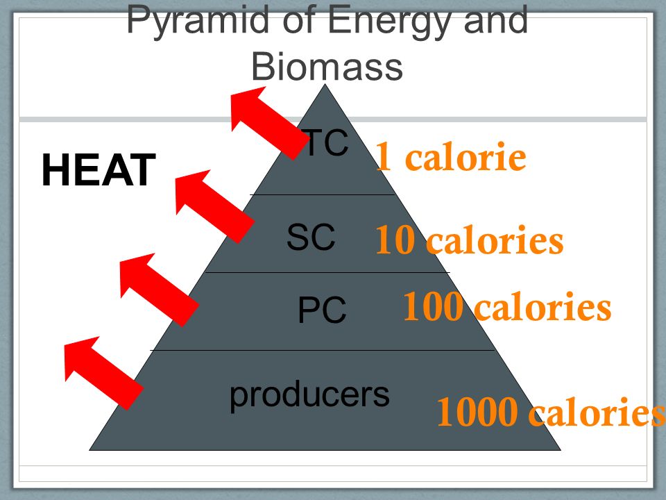 Pyramid of Energy and Biomass producers Primary consumers Secondary consumers Tertiary consumers Decreasing biomass Decreasing energy