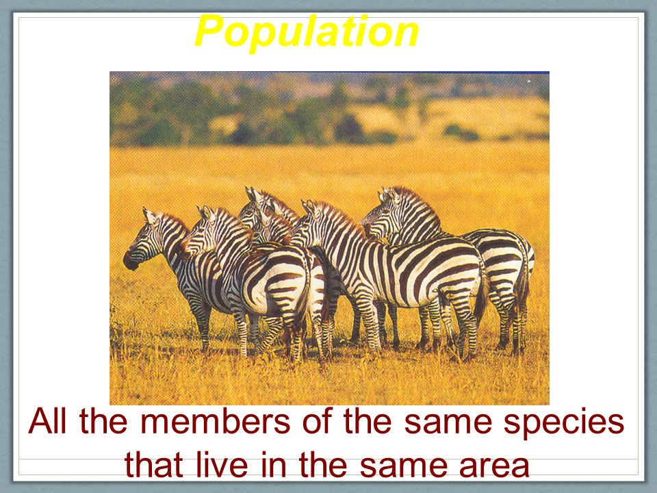 Organization of the Living World Biosphere Ecosystem Community Population Individual Smallest to Largest