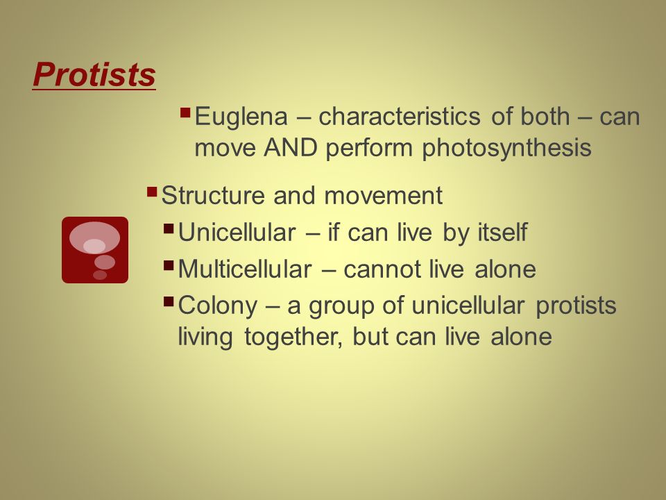Protists  Euglena – characteristics of both – can move AND perform photosynthesis  Structure and movement  Unicellular – if can live by itself  Multicellular – cannot live alone  Colony – a group of unicellular protists living together, but can live alone