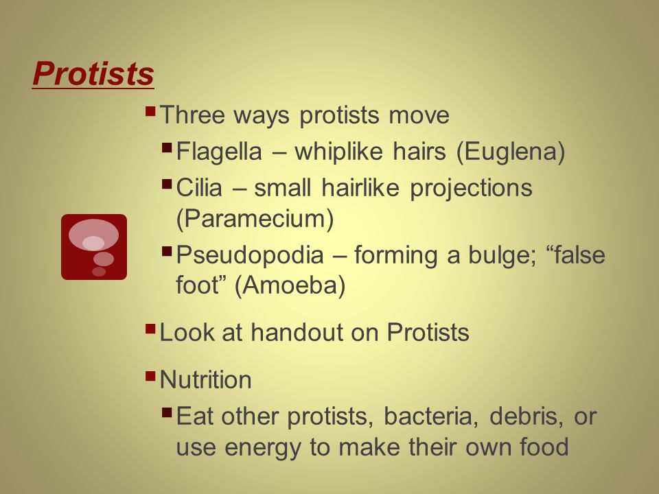Protists  Three ways protists move  Flagella – whiplike hairs (Euglena)  Cilia – small hairlike projections (Paramecium)  Pseudopodia – forming a bulge; false foot (Amoeba)  Look at handout on Protists  Nutrition  Eat other protists, bacteria, debris, or use energy to make their own food