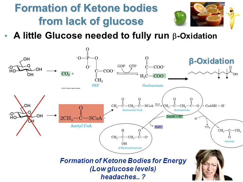 Formation of Ketone bodies from lack of glucose A little Glucose needed to fully run  -Oxidation β-Oxidation Formation of Ketone Bodies for Energy (Low glucose levels) headaches..