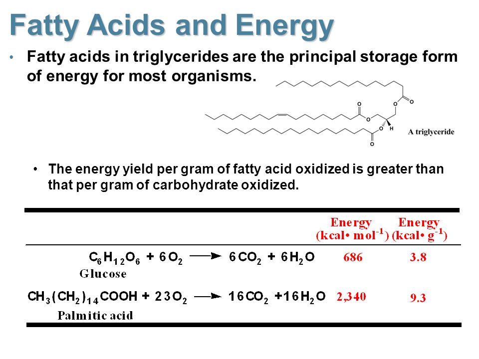 Fatty Acids and Energy Fatty acids in triglycerides are the principal storage form of energy for most organisms.