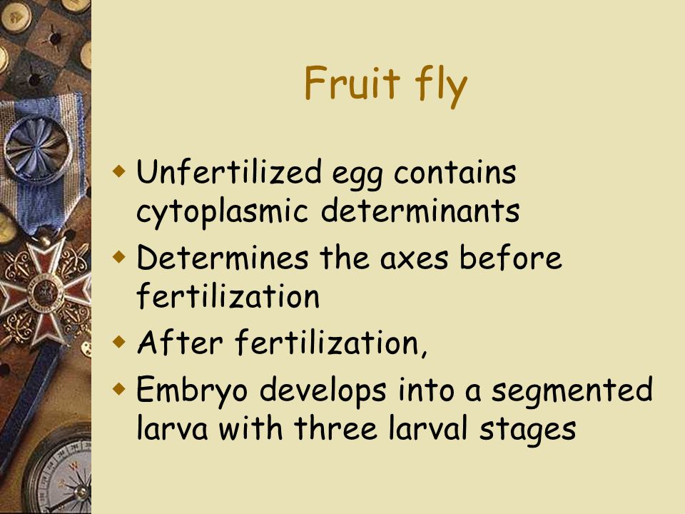 Fruit fly  Unfertilized egg contains cytoplasmic determinants  Determines the axes before fertilization  After fertilization,  Embryo develops into a segmented larva with three larval stages