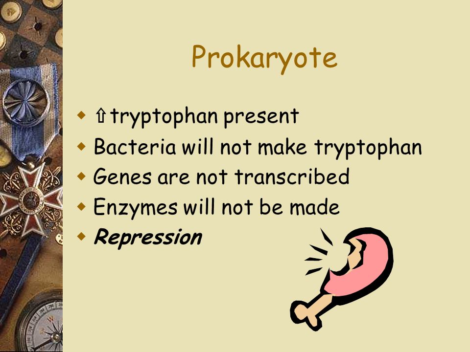 Prokaryote  ⇧ tryptophan present  Bacteria will not make tryptophan  Genes are not transcribed  Enzymes will not be made  Repression