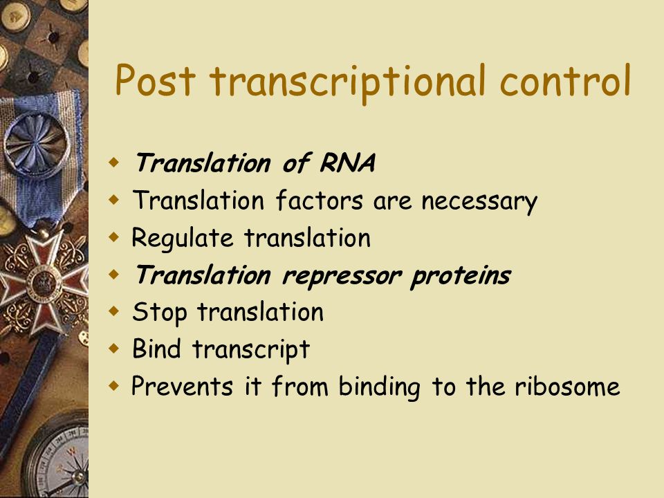  Translation of RNA  Translation factors are necessary  Regulate translation  Translation repressor proteins  Stop translation  Bind transcript  Prevents it from binding to the ribosome