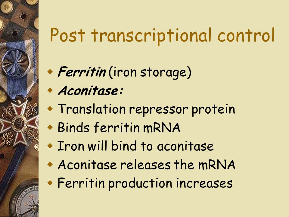  Ferritin (iron storage)  Aconitase:  Translation repressor protein  Binds ferritin mRNA  Iron will bind to aconitase  Aconitase releases the mRNA  Ferritin production increases Post transcriptional control