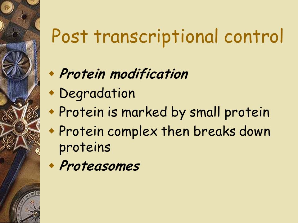 Post transcriptional control  Protein modification  Degradation  Protein is marked by small protein  Protein complex then breaks down proteins  Proteasomes