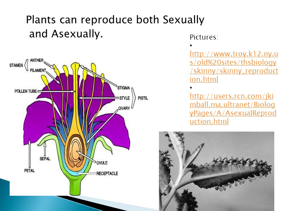 Plants can reproduce both Sexually and Asexually.