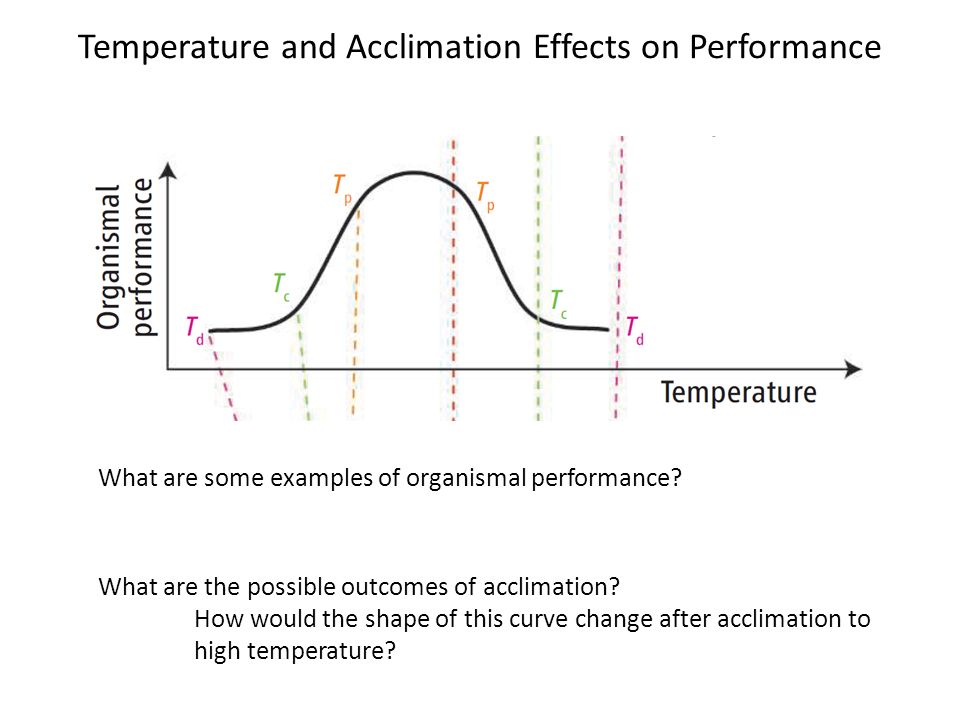 Temperature and Acclimation Effects on Performance What are the possible outcomes of acclimation.