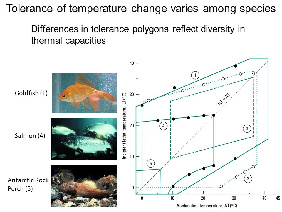 12 Tolerance of temperature change varies among species Differences in tolerance polygons reflect diversity in thermal capacities Antarctic Rock Perch (5) Salmon (4) Goldfish (1)