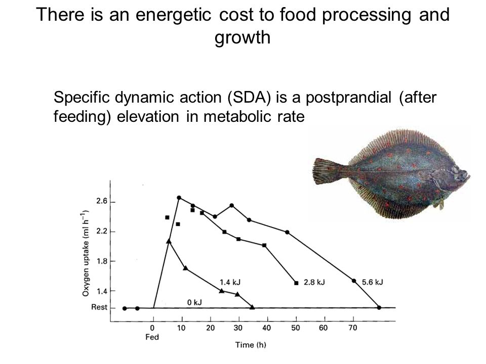 There is an energetic cost to food processing and growth Specific dynamic action (SDA) is a postprandial (after feeding) elevation in metabolic rate