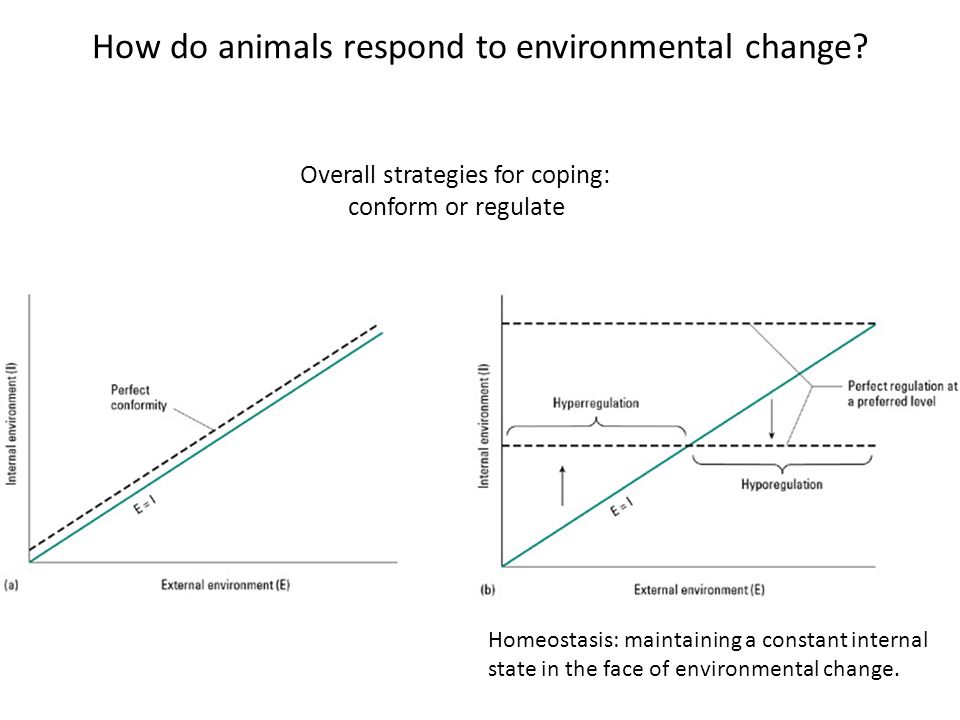 How do animals respond to environmental change.