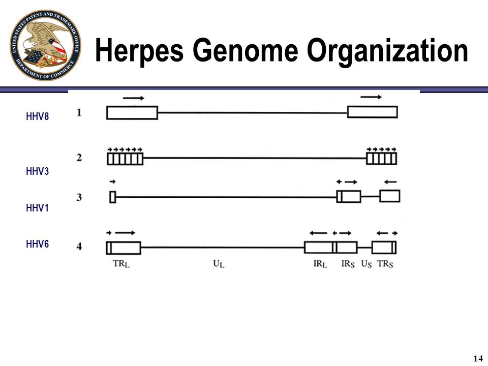 14 Herpes Genome Organization HHV8 HHV3 HHV1 HHV6