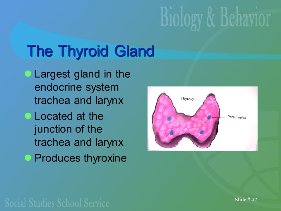 what is the largest gland in the endocrine system