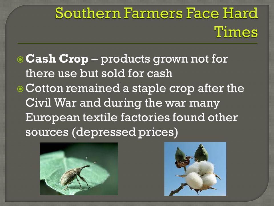 Cash Crop – products grown not for there use but sold for cash  Cotton remained a staple crop after the Civil War and during the war many European textile factories found other sources (depressed prices)