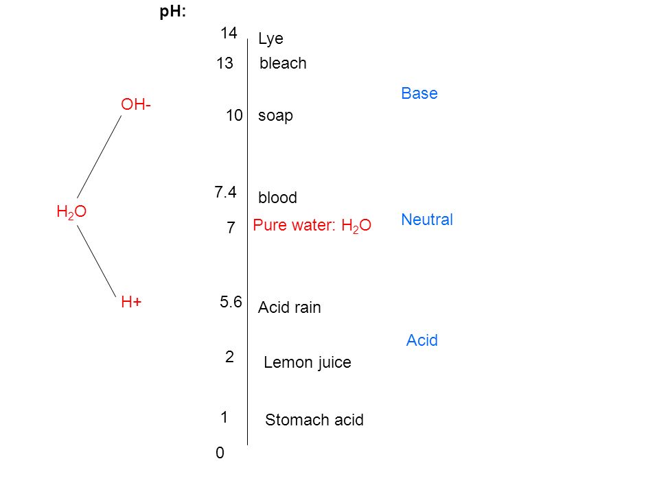 Lye Stomach acid Pure water: H 2 O Lemon juice Acid rain blood soap bleach OH- H+ H2OH2O Base Acid Neutral pH: