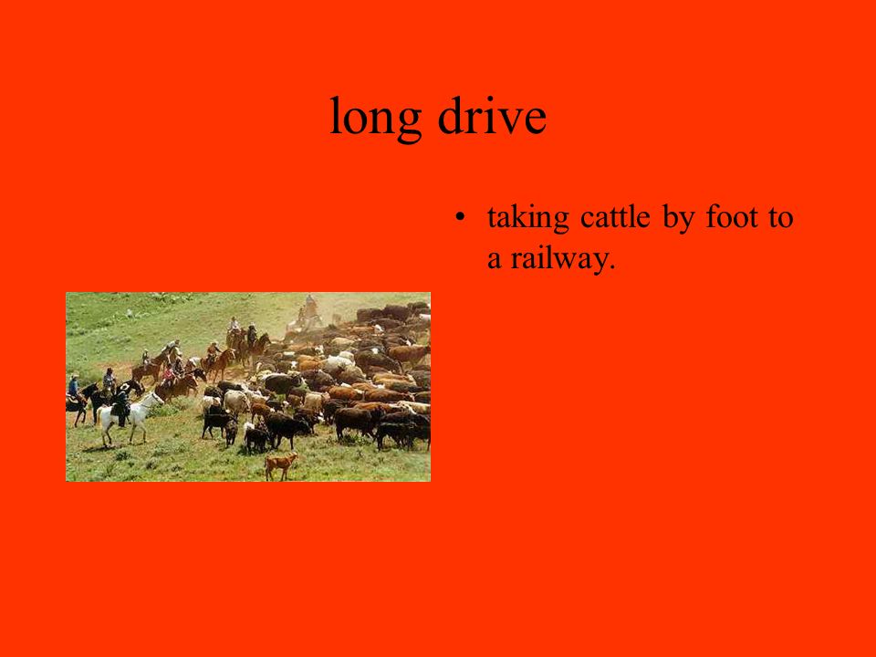 long drive taking cattle by foot to a railway.