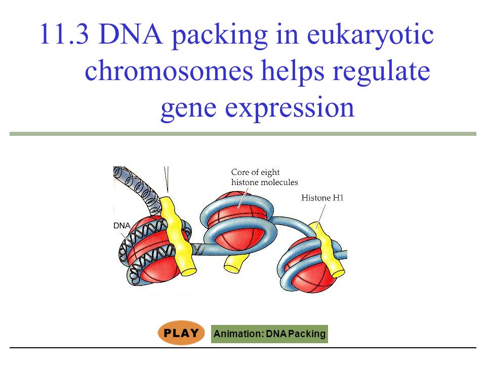 How Genes are Controlled Muse CONTROL OF GENE EXPRESSION. - ppt download