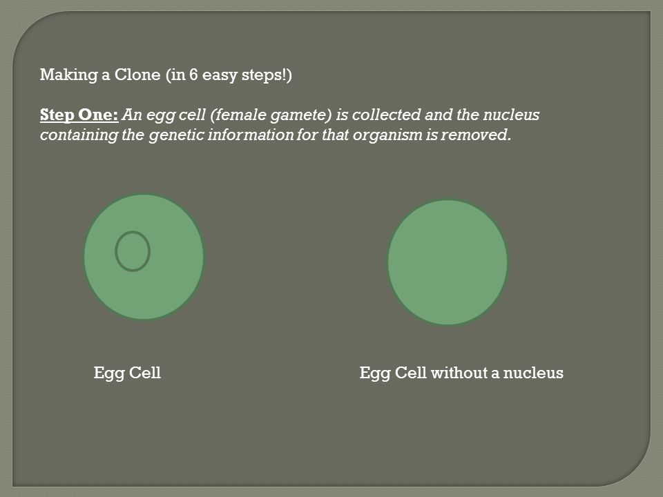 Making a Clone (in 6 easy steps!) Step One: An egg cell (female gamete) is collected and the nucleus containing the genetic information for that organism is removed.