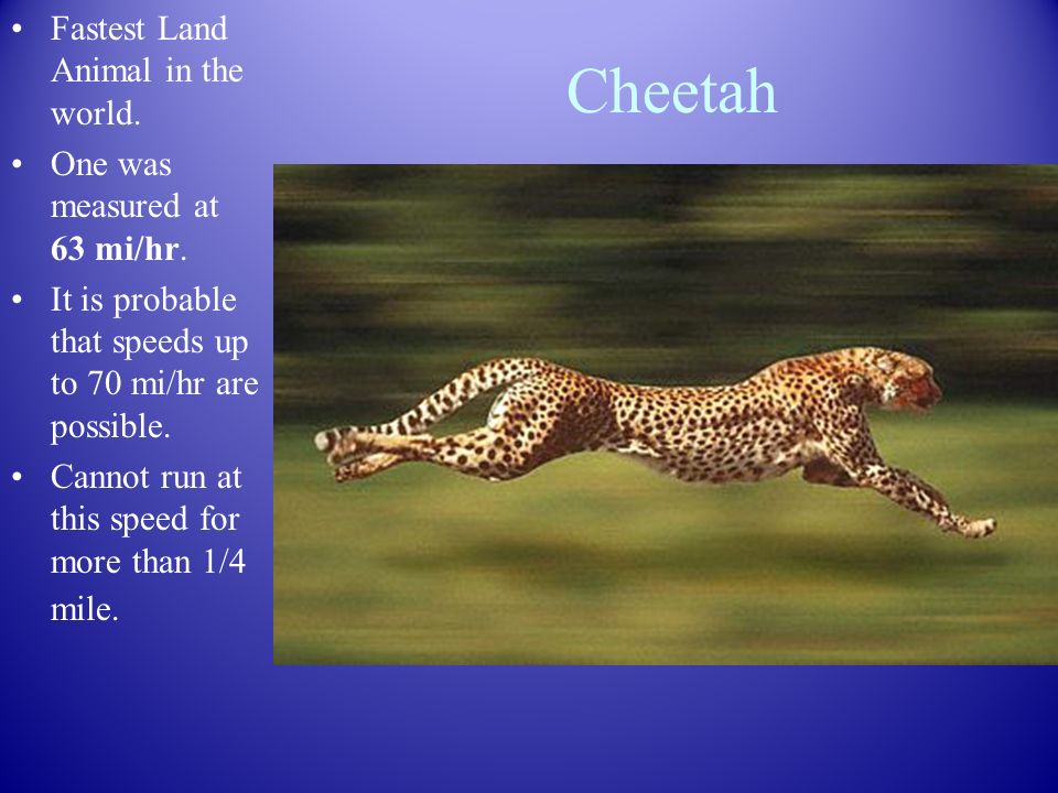 Speed Average speed = distance/ time. Cheetah Fastest Land Animal in the  world. One was measured at 63 mi/hr. It is probable that speeds up to 70  mi/hr. - ppt download