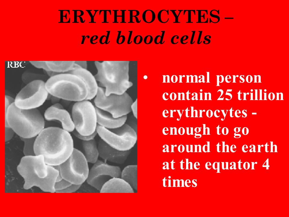 ERYTHROCYTES – red blood cells normal person contain 25 trillion erythrocytes - enough to go around the earth at the equator 4 times
