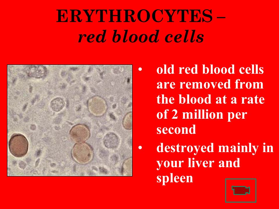 ERYTHROCYTES – red blood cells old red blood cells are removed from the blood at a rate of 2 million per second destroyed mainly in your liver and spleen