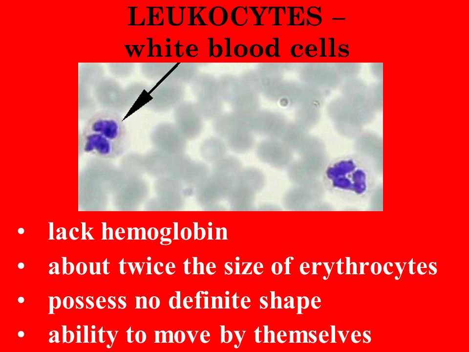 LEUKOCYTES – white blood cells lack hemoglobin about twice the size of erythrocytes possess no definite shape ability to move by themselves