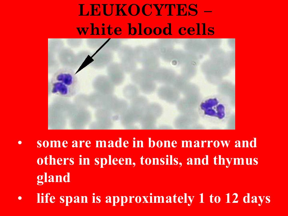 LEUKOCYTES – white blood cells some are made in bone marrow and others in spleen, tonsils, and thymus gland life span is approximately 1 to 12 days