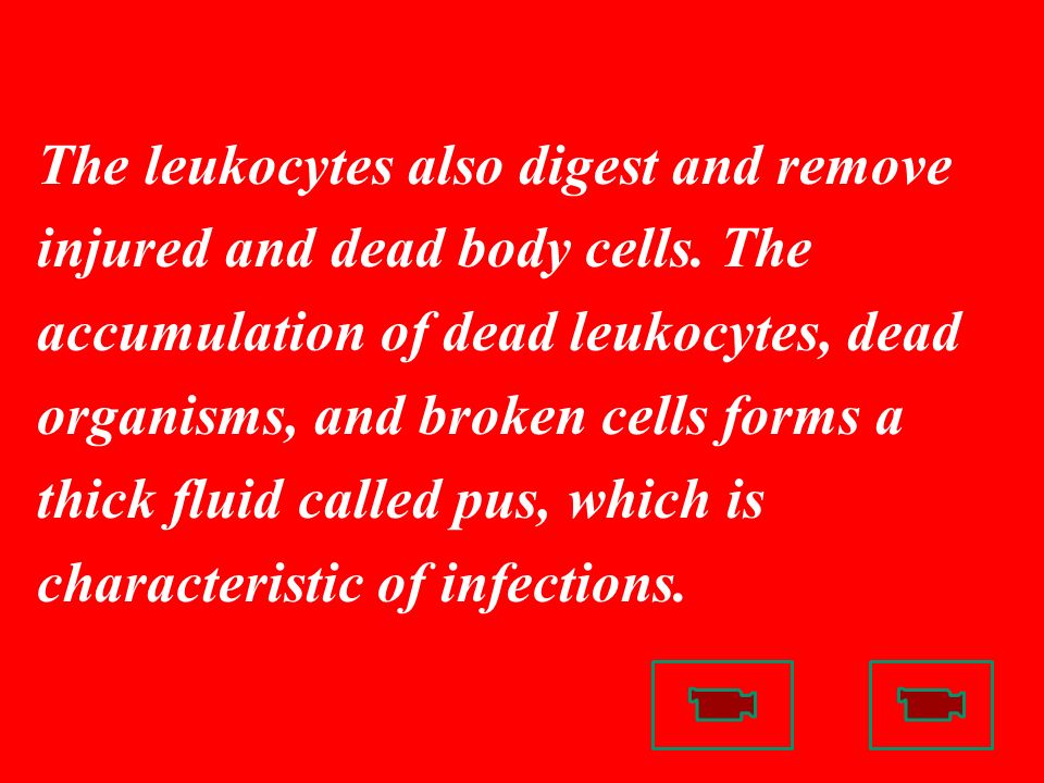 The leukocytes also digest and remove injured and dead body cells.