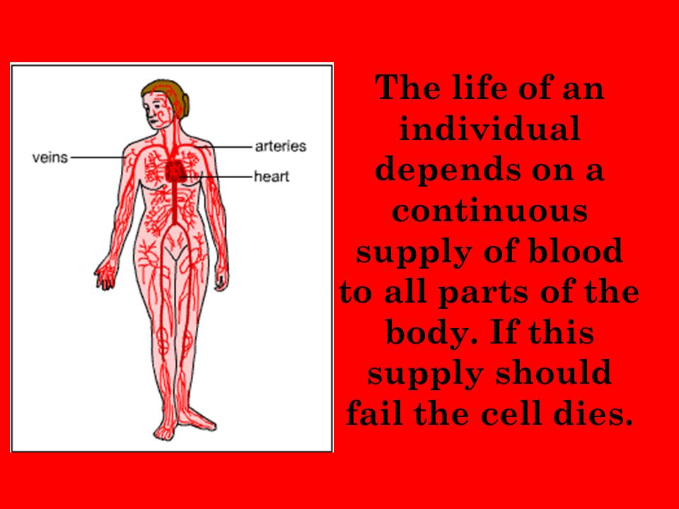 The life of an individual depends on a continuous supply of blood to all parts of the body.