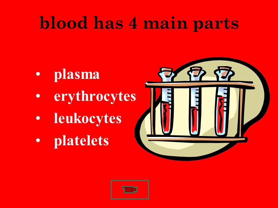 blood has 4 main parts plasma erythrocytes leukocytes platelets