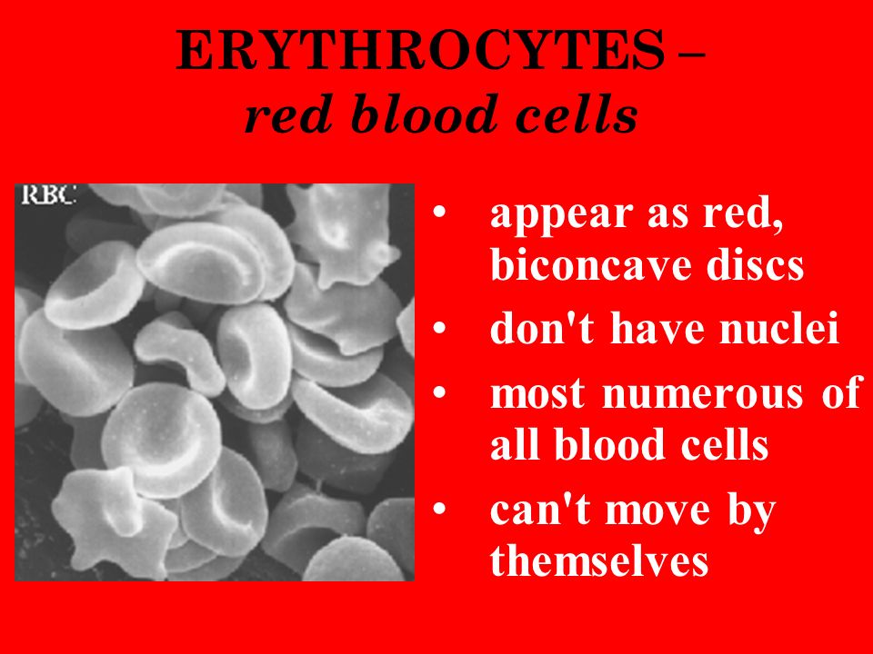 ERYTHROCYTES – red blood cells appear as red, biconcave discs don t have nuclei most numerous of all blood cells can t move by themselves