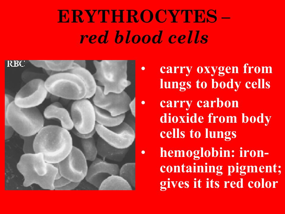 ERYTHROCYTES – red blood cells carry oxygen from lungs to body cells carry carbon dioxide from body cells to lungs hemoglobin: iron- containing pigment; gives it its red color