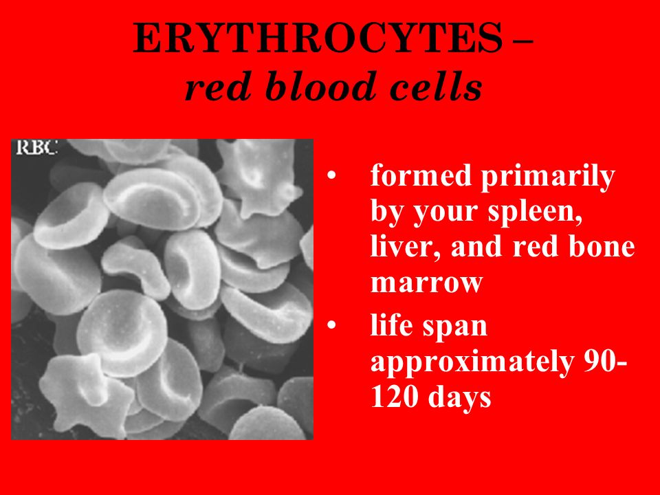 ERYTHROCYTES – red blood cells formed primarily by your spleen, liver, and red bone marrow life span approximately days